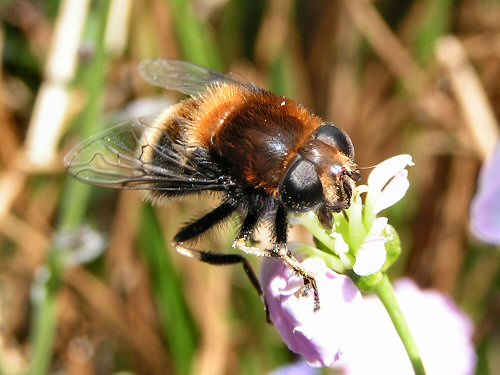 Eristalis intricarius on cuckoo flower