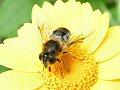 Dronefly on corn marigold