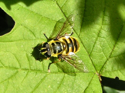 Hoverfly Myiatropa florea on guelder rose