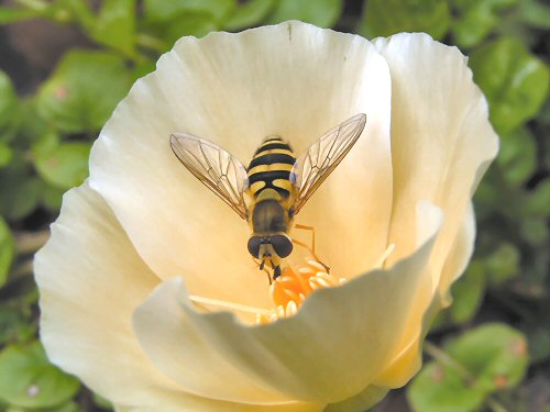 Hoverfly: Syrphus ribesii