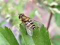 Hoverfly: Syrphus ribesii