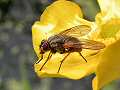 Dipteran fly