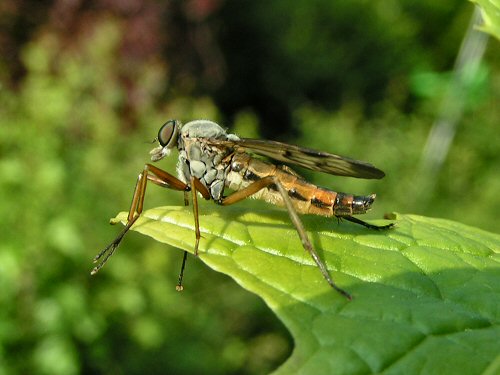 Snipe-fly: lateral view