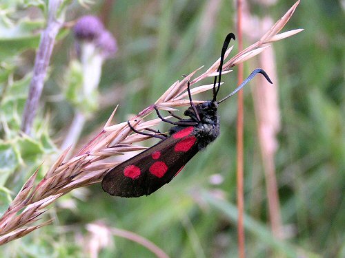 Narrow-bordered five-spot burnet