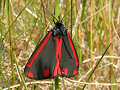 Cinnabar moth