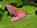 Elephant hawkmoth