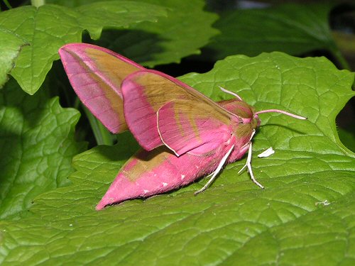 Elephant hawkmoth