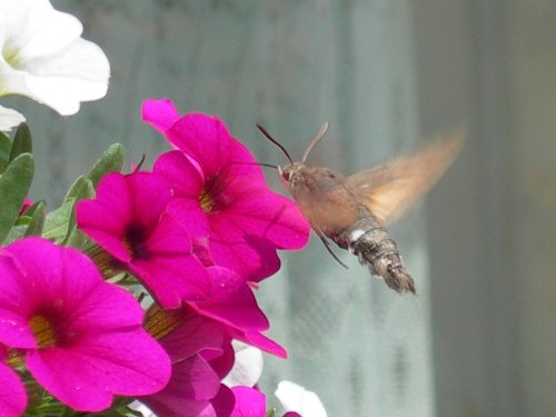 Hummingbird hawkmoth at dwarf petunias