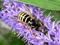 Tree wasp on hebe