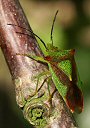 Hawthorn shieldbug