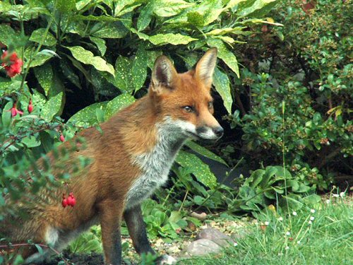 Fox in the border