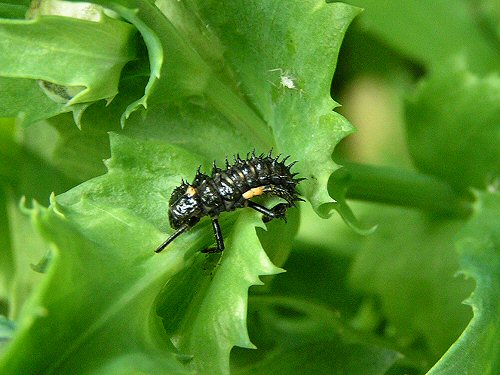 Ladybird pupa