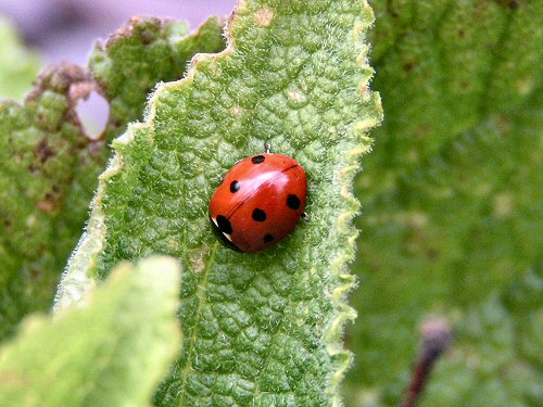 Seven-spot ladybird