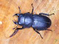 Female stag beetle