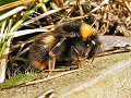 Queen early bumblebee in profile