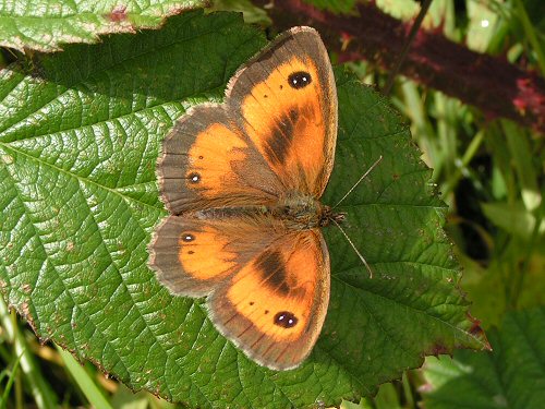 Male gatekeeper