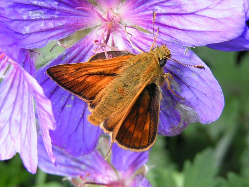 Male large skipper