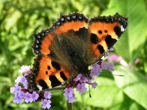 Small tortoiseshell