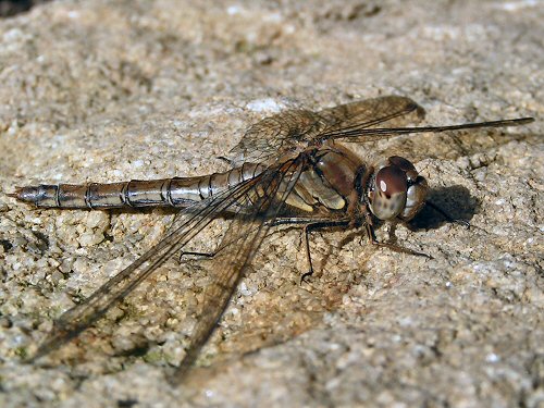 Female common darter