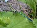 Azure damselflies coupling