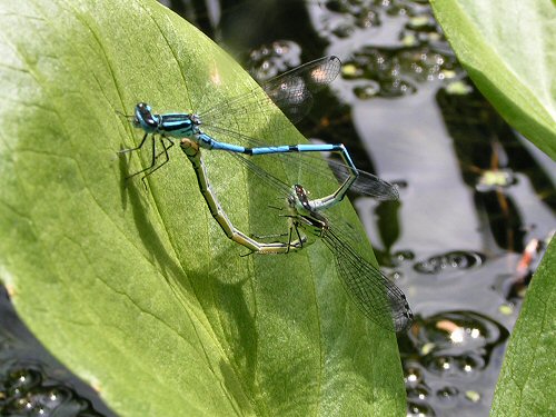 Azure damselflies copulating (wheel position)