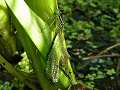 Azure damselfly emerging