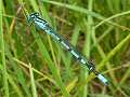 Male common blue damselfly