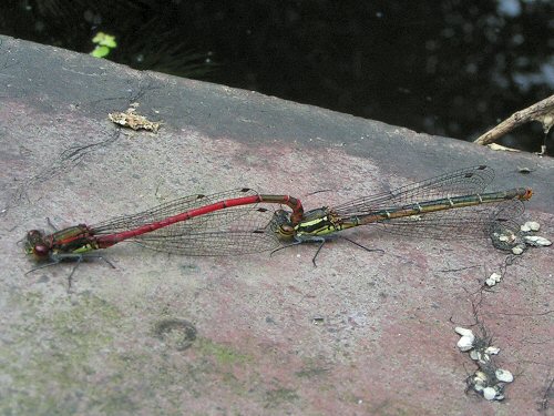 Large red damselflies coupling