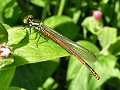 Female large red damselfly