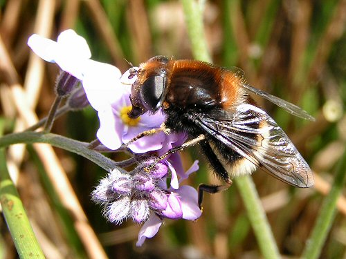 Eristalis intricarius on forget-me-not