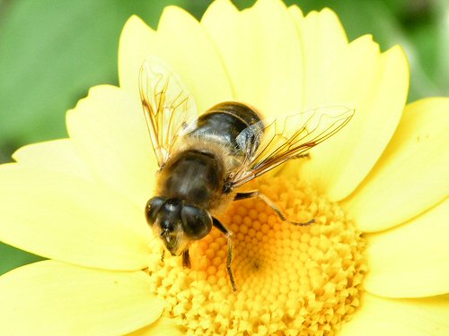 Dronefly on corn marigold