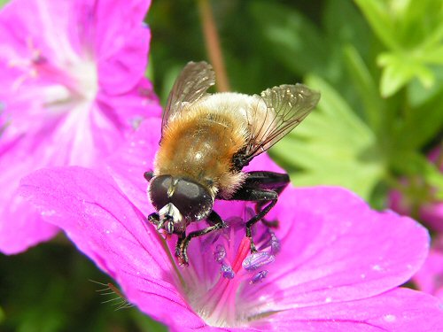 Bulb fly