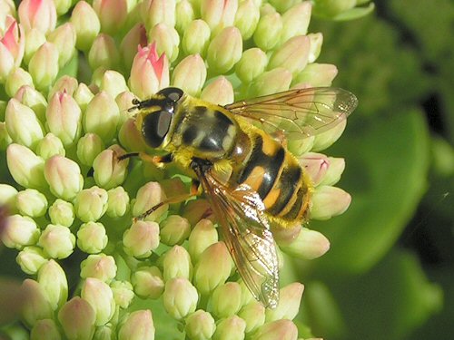 Hoverfly Myiatropa florea on ice plant