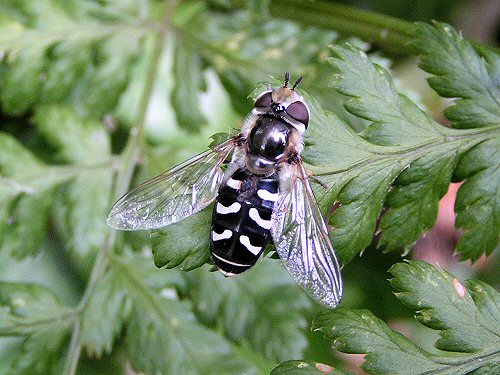 Hoverfly: Scaeva pyrastri