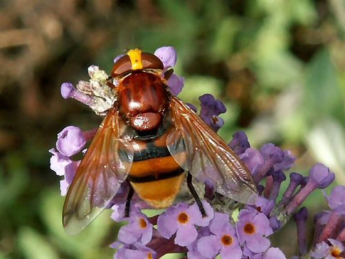 Volucella zonaria female