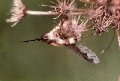 Bee fly resting on hogweed