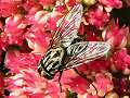 Fly on sedum