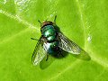 Greenbottle