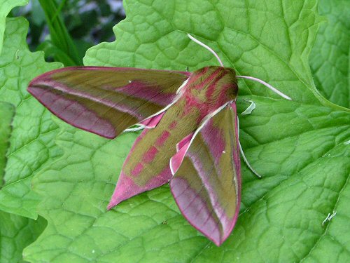 Elephant hawkmoth