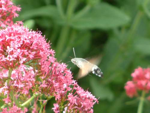 Hummingbird hawkmoth