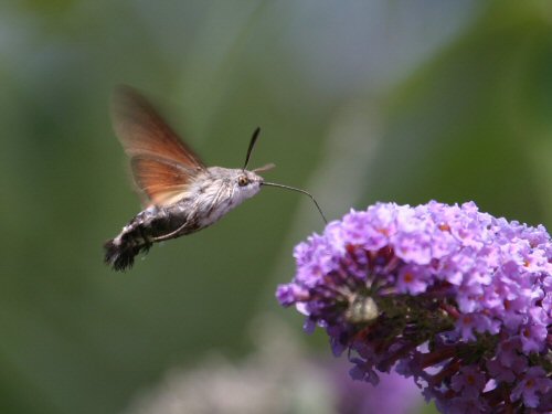 Hummingbird hawkmoth at a butterfly bush