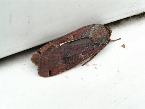 Large yellow underwing moth