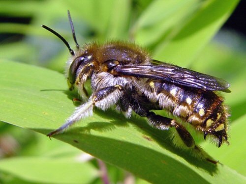 Male wool carder bee