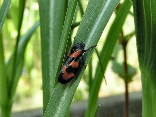 Froghopper