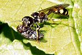 Digger wasp