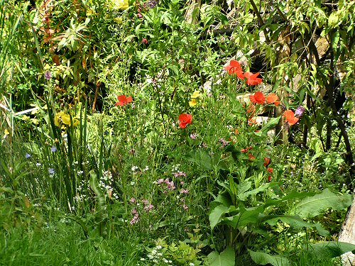 Planting at The Garden of Hope