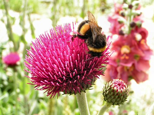 Wildlife Trusts LUSH Garden: Thistle and Bumblebee