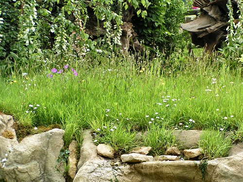 Wildlife Trusts LUSH Garden: Native Meadow Planting