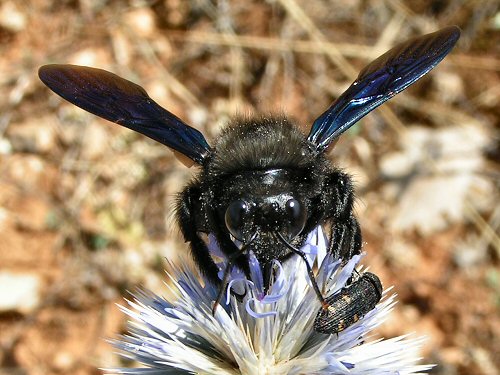 Violet carpenter bee