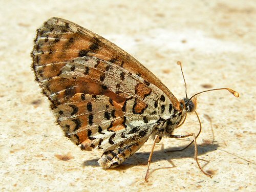 Fritillary butterfly